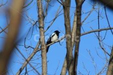 까치, 까치집, 산까치, 둥지, 까치둥지, 사진,이미지,일러스트,캘리그라피 - 신감독작가 크라우드픽 - 저작권 걱정 없는 상업용 이미지