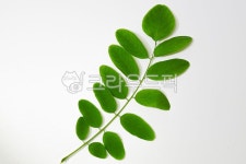 아카시아, 아카시아나무, 나뭇잎, 나무, leaf, 사진,이미지,일러스트,캘리그라피 - cottonmaru작가 크라우드픽 - 저작권 걱정 없는 상업용... 