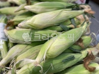 옥수수, 초당옥수수, corn, 식물, 곡물, 사진,이미지,일러스트,캘리그라피 - 애드홍작가 크라우드픽 - 저작권 걱정 없는 상업용 이미지