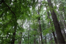 메타세콰이어나무, 숲, 초록, 나무, 산림지, 사진,이미지,일러스트,캘리그라피 - 와촌농장작가 크라우드픽 - 저작권 걱정 없는 상업용 이미지