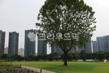 나무, 나무한그루, tree, 도심속자연, 공원, 사진,이미지,일러스트,캘리그라피 - 키노코즈작가 크라우드픽 - 저작권 걱정 없는 상업용 이미지