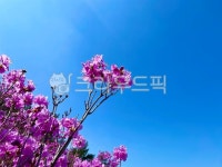 꽃, 하늘, 봄, 진달래꽃, 자연, 사진,이미지,일러스트,캘리그라피 - 송편작가 크라우드픽 - 저작권 걱정 없는 상업용 이미지