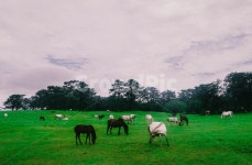 말, 목장, 제주도, 방목, horse, 사진,이미지,일러스트,캘리그라피 - 용포토작가 크라우드픽 - 저작권 걱정 없는 상업용 이미지