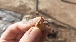 손가락, 손, 주아, 마늘, 마늘주아, 사진,이미지,일러스트,캘리그라피 - 연두빛사랑찾아작가 크라우드픽 - 저작권 걱정 없는 상업용 이미지