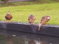 오리가족, 화목, 나들이, 소풍, 봄소풍, 사진,이미지,일러스트,캘리그라피 - 일번지으뜸이작가 크라우드픽 - 저작권 걱정 없는 상업용 이미지