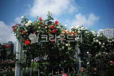 장미, 넝쿨장미, 장미정원, 장미꽃, 하늘, 사진,이미지,일러스트,캘리그라피 - 불루아이즈작가 크라우드픽 - 저작권 걱정 없는 상업용 이미지