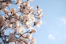 magnolia, 목련, 백목련, 봄꽃, spring, 사진,이미지,일러스트,캘리그라피 - 보통사진작가 크라우드픽 - 저작권 걱정 없는 상업용 이미지