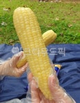 옥수수, 찐옥수수, 소풍, 피크닉, 노란옥수수, 사진,이미지,일러스트,캘리그라피 - tollanhm작가 크라우드픽 - 저작권 걱정 없는 상업용 이미지