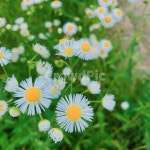 꽃, 자연, 들꽃, 예쁨, flower, 사진,이미지,일러스트,캘리그라피 - Nsallyfunn작가 크라우드픽 - 저작권 걱정 없는 상업용 이미지