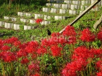 꽃, 꽃무릇, 상사화, 산, 봉대산, 사진,이미지,일러스트,캘리그라피 - 무안양파작가 크라우드픽 - 저작권 걱정 없는 상업용 이미지