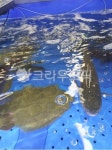 횟집, 물고기, 수족관, 해물, fish, 사진,이미지,일러스트,캘리그라피 - 대박났네작가 크라우드픽 - 저작권 걱정 없는 상업용 이미지