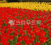 flower, 튤립, 꽃, 봄, spring, 사진,이미지,일러스트,캘리그라피 - heeglepic작가 크라우드픽 - 저작권 걱정 없는 상업용 이미지