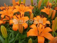 꽃, 봄, 꽃잎, flower, 백합, 사진,이미지,일러스트,캘리그라피 - pcsarang1작가 크라우드픽 - 저작권 걱정 없는 상업용 이미지