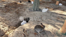 토끼, 동물, 야외, hare, 토끼굴, 사진,이미지,일러스트,캘리그라피 - 소현사랑작가 크라우드픽 - 저작권 걱정 없는 상업용 이미지