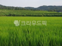 초록, 자연, 옥외, 농장, 풀, 사진,이미지,일러스트,캘리그라피 - 감탄작가 크라우드픽 - 저작권 걱정 없는 상업용 이미지