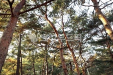 tree, 나무, plant, 식물, 소나무, 사진,이미지,일러스트,캘리그라피 - peoplelee작가 크라우드픽 - 저작권 걱정 없는 상업용 이미지