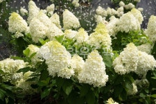 하얀수국, 수국꽃, 공원, 정원, 꽃밭, 사진,이미지,일러스트,캘리그라피 - 서은작가 크라우드픽 - 저작권 걱정 없는 상업용 이미지