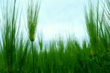 청보리, plant, 식물, 봄, 보리, 사진,이미지,일러스트,캘리그라피 - 아리엘작가 크라우드픽 - 저작권 걱정 없는 상업용 이미지