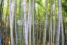 대나무, 죽녹원, 왕대나무, 길, 자연, 사진,이미지,일러스트,캘리그라피 - 우린또작가 크라우드픽 - 저작권 걱정 없는 상업용 이미지