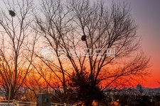 nature, 자연, outdoors, 옥외, 햇빛, 사진,이미지,일러스트,캘리그라피 - darkrain2작가 크라우드픽 - 저작권 걱정 없는 상업용 이미지