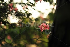 명옥헌원림, 배롱나무, 백일홍, 꽃, 여름꽃 사진, 이미지 - Nrupi79작가 가장 한국적인 스톡 사진 - 크라우드픽