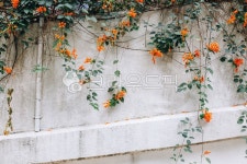 꽃, flower, plant, 식물, 담쟁이, 사진,이미지,일러스트,캘리그라피 - Njyun1533작가 크라우드픽 - 저작권 걱정 없는 상업용 이미지