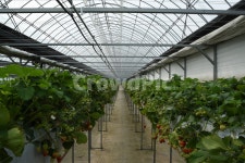 딸기, 농장, 과일, 비닐하우스, 자연, 사진,이미지,일러스트,캘리그라피 - superzelly작가 크라우드픽 - 저작권 걱정 없는 상업용 이미지