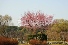 꽃, flower, 나무, tree, 나무줄기, 사진,이미지,일러스트,캘리그라피 - 운사작가 크라우드픽 - 저작권 걱정 없는 상업용 이미지