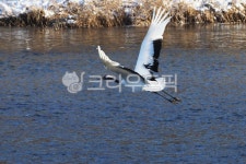 두루미, 학, 장수, 십장생, 비상, 사진,이미지,일러스트,캘리그라피 - 나그네길작가 크라우드픽 - 저작권 걱정 없는 상업용 이미지