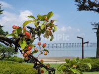 앵두나무, 하늘, 바다, 서해대교, 풍경, 사진,이미지,일러스트,캘리그라피 - 일로순풍작가 크라우드픽 - 저작권 걱정 없는 상업용 이미지