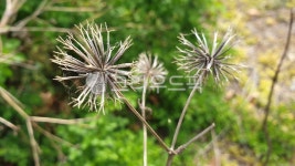 도깨비바늘, 도깨비풀, 털가막살이, Bidens, 씨앗, 사진,이미지,일러스트,캘리그라피 - 낙서쟁이작가 크라우드픽 - 저작권 걱정 없는 상업용 이미지