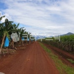 호주, 농장, 바나나농장, 하늘, 넓은들판, 사진,이미지,일러스트,캘리그라피 - Nnpona작가 크라우드픽 - 저작권 걱정 없는 상업용 이미지