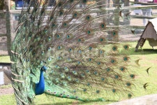 공작, 공작새, peacock, 새, bird, 사진,이미지,일러스트,캘리그라피 - C750D작가 크라우드픽 - 저작권 걱정 없는 상업용 이미지