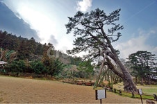 삼천단곰솔, 제주도, 제주삼천단곰솔군, 천연기념물제160호, 산천단, 사진,이미지,일러스트,캘리그라피 - Deep bLUE작가 크라우드픽 - 저작권... 