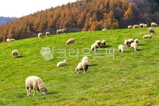 대관령, 양떼목장, 양, grassland, nature, 사진,이미지,일러스트,캘리그라피 - 대송작가 크라우드픽 - 저작권 걱정 없는 상업용 이미지