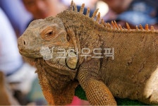 iguana, 이구아나, animal, 동물, lizard, 사진,이미지,일러스트,캘리그라피 - 빈티지라이프작가 크라우드픽 - 저작권 걱정 없는 상업용 이미지