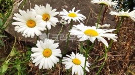 하얀꽃, 샤스데이지, bellisperennis, plant, 식물, 사진,이미지,일러스트,캘리그라피 - Nkhd0192작가 크라우드픽 - 저작권 걱정 없는... 
