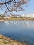 수원, 만석공원, 벚꽃, 저수지, 만석거, 사진,이미지,일러스트,캘리그라피 - rora0505작가 크라우드픽 - 저작권 걱정 없는 상업용 이미지