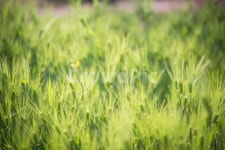 청보리, 보리, 햇살, 역광, 보리밭, 사진,이미지,일러스트,캘리그라피 - Woogie 동영상쟁이작가 크라우드픽 - 저작권 걱정 없는 상업용 이미지