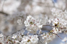 plant, 식물, flower, 꽃, blossom, 사진,이미지,일러스트,캘리그라피 - Narmed49작가 크라우드픽 - 저작권 걱정 없는 상업용 이미지