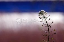 bud, 싹, flower, 꽃, sprout, 사진,이미지,일러스트,캘리그라피 - nti71작가 크라우드픽 - 저작권 걱정 없는 상업용 이미지