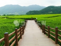 순천만국가정원, 갈대밭, 습지, 국가정원박람회, 자연, 사진,이미지,일러스트,캘리그라피 - wnsdn9510작가 크라우드픽 - 저작권 걱정 없는... 