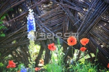 순천만국가정원1호, 테마공원, 자연생태공원, 자연, 옥외, 사진,이미지,일러스트,캘리그라피 - pandora4077작가 크라우드픽 - 저작권 걱정... 