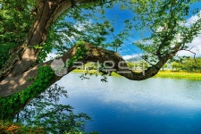 고목, 자연, 식물, 나무, 숲, 사진,이미지,일러스트,캘리그라피 - 데이비드강작가 크라우드픽 - 저작권 걱정 없는 상업용 이미지