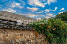 능소화, 한옥, 담장, 덩굴식물, 덩굴꽃, 사진,이미지,일러스트,캘리그라피 - 서은작가 크라우드픽 - 저작권 걱정 없는 상업용 이미지