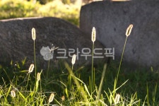 강아지풀, 공원, 돌, 역광, 풀잎, 사진,이미지,일러스트,캘리그라피 - BingBing작가 크라우드픽 - 저작권 걱정 없는 상업용 이미지