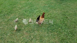 닭, 병아리, 소풍중, 동물, 새, 사진,이미지,일러스트,캘리그라피 - rrrfffttt033작가 크라우드픽 - 저작권 걱정 없는 상업용 이미지