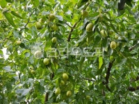 대추, 대추나무, 가을, 열매, food, 사진,이미지,일러스트,캘리그라피 - 터고을작가 크라우드픽 - 저작권 걱정 없는 상업용 이미지