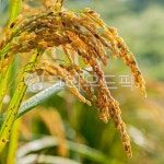 벼, 이삭, 논, 곡식, 농업, 사진,이미지,일러스트,캘리그라피 - 천년향작가 크라우드픽 - 저작권 걱정 없는 상업용 이미지