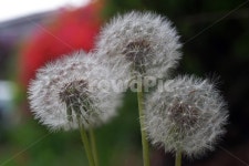 민들레, 홀씨, 민들레홀씨, 봄, 씨앗, 사진,이미지,일러스트,캘리그라피 - Deep bLUE작가 크라우드픽 - 저작권 걱정 없는 상업용 이미지